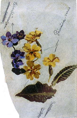 Primula veris und Leberblümchen