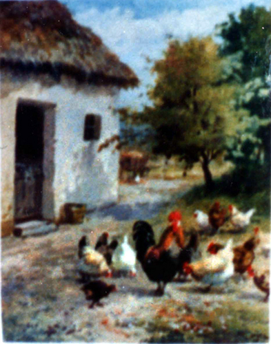 Hühnerhof – Hühner vor dem Stall