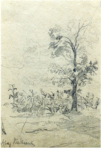 Baum – Kukuruzfeld