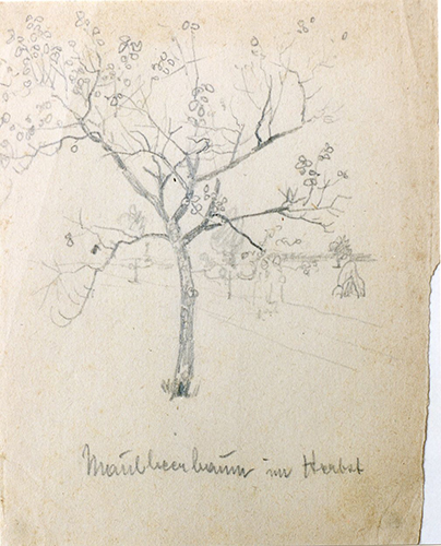 Maulbeerbaum im Herbst