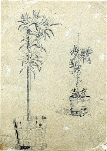 Oleander – zwei Pflanzkübel