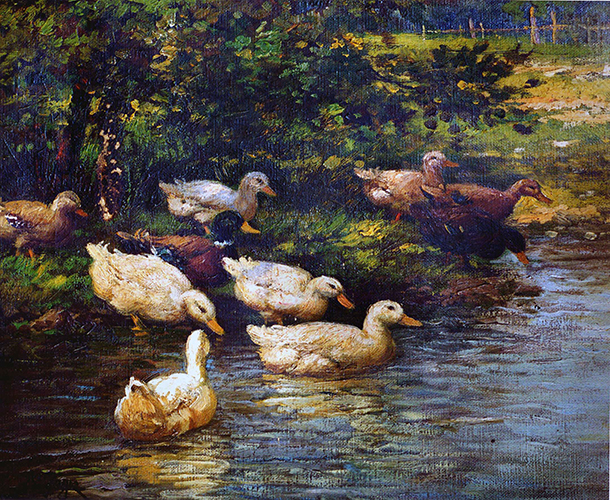 Enten am Teich – ins Wasser gehend