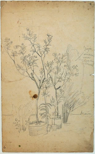 Oleander im Kübel